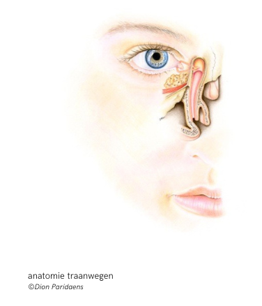 anatomie traanwegen ©Dion Paridaens Laterale orbitotomie opening perioorbita ©Dion Paridaens